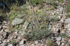 Bupleurum bicaule
