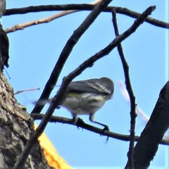 Setophaga coronata