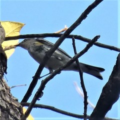 Setophaga coronata