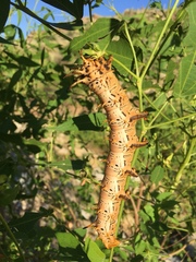 Citheronia splendens