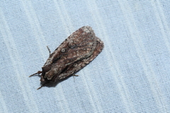 Eueretagrotis attentus