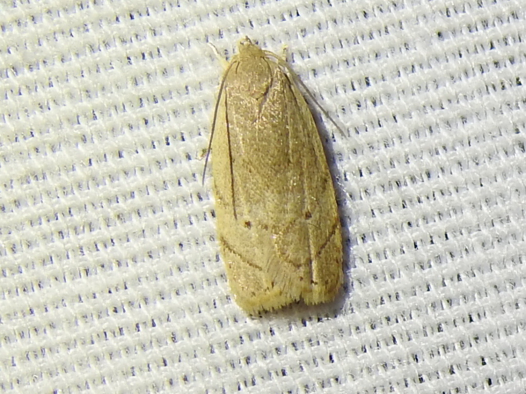 Antaeotricha haesitans