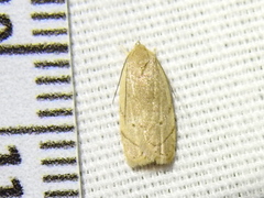 Antaeotricha haesitans