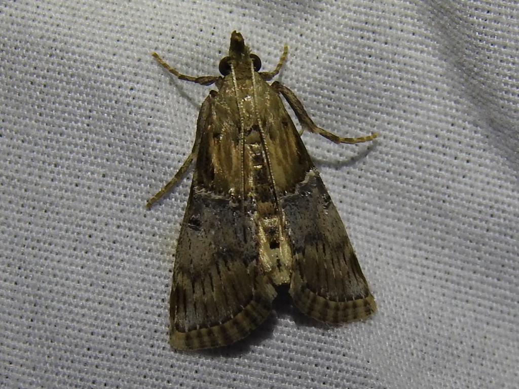 Cacozelia elegans