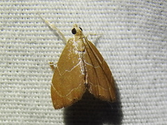 Glaphyria peremptalis