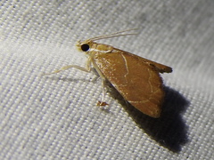 Glaphyria peremptalis