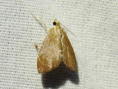 Glaphyria peremptalis