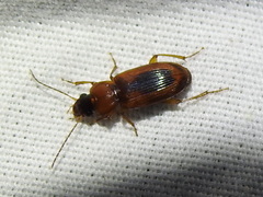 Stenolophus dissimilis