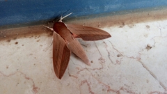 Theretra alecto cretica