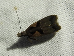 Dichomeris bilobella