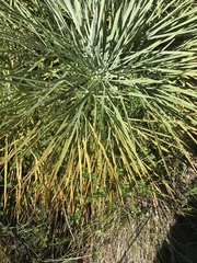 Aciphylla glaucescens