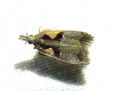Dichomeris bilobella