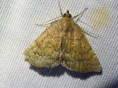 Focillidia texana