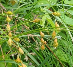 Carex hormathodes