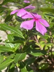 Catharanthus roseus
