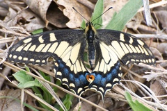 Papilio machaon dodi