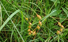 Carex hormathodes
