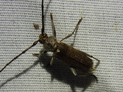 Gnaphalodes trachyderoides