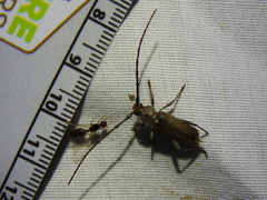 Gnaphalodes trachyderoides