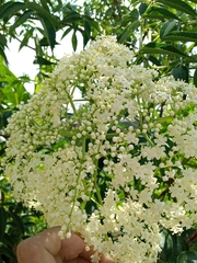 Sambucus