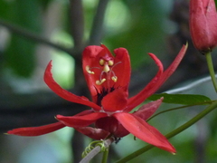 Passiflora miniata