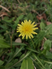 Taraxacum formosanum