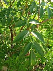 Sambucus