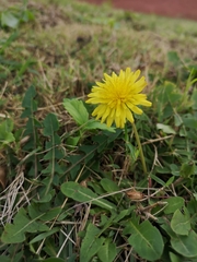 Taraxacum formosanum