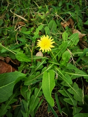 Taraxacum formosanum