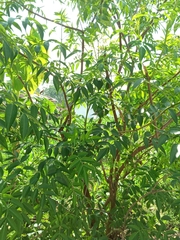Sambucus