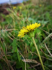 Taraxacum formosanum