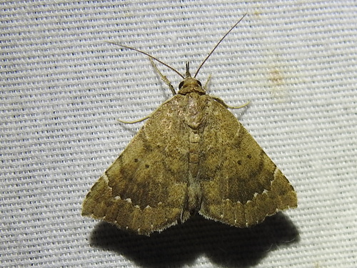 Southern Focillidia Moth photo 4