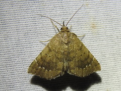 Focillidia texana