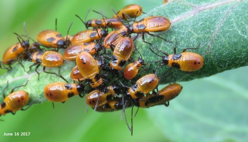 Tropidothorax cruciger