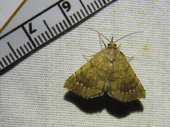 Focillidia texana
