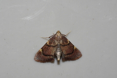 Hypsopygia thymetusalis