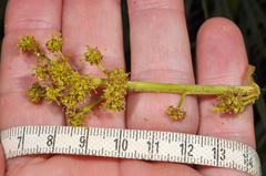 Aciphylla glaucescens