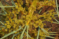 Aciphylla glaucescens
