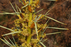 Aciphylla glaucescens