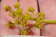 Aciphylla glaucescens
