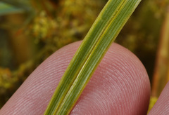 Aciphylla glaucescens