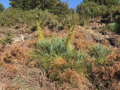 Aciphylla glaucescens