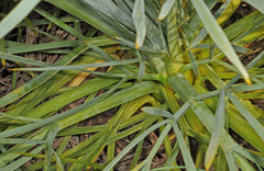 Aciphylla glaucescens