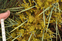 Aciphylla glaucescens