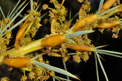 Aciphylla glaucescens