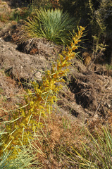 Aciphylla glaucescens