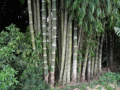 Bambusa vulgaris