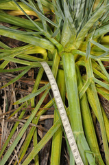 Aciphylla glaucescens
