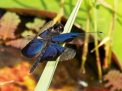 Rhyothemis resplendens