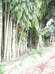 Bambusa vulgaris